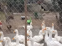 Geese — 照片 2