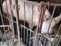 Boar — photo 1