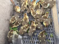 Ducks — zdjęcie 4