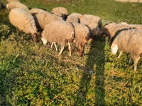 Sheep, Sheep — photo 4