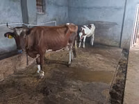 Krowa, Russian Black pied cattle — zdjęcie 6