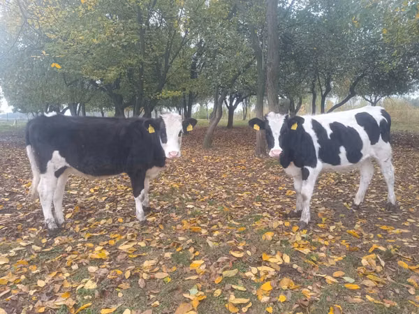 Krava, Russian Black pied cattle