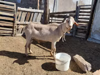 Cabro, Saanen goat — foto 4