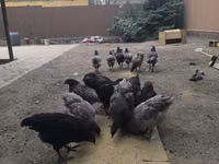 Australorp — foto 5