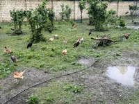 Chickens — ფოტო 3