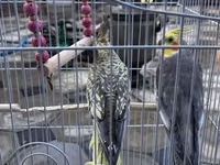 Nimfa (Cockatiel) cütlüyü və qəfəs dəsti - Növ: Nimfa tutuquşusu — Foto 2