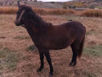 Jument, Chevaux — photo 1