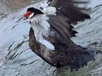 Geese — 6-сурет