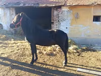 Aygır, Atlar — foto 2