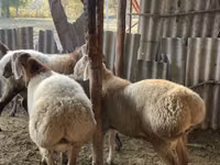 公羊, Arashan sheep — 照片 5