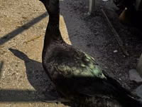 Ducks — foto 1