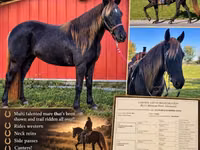 Klisna, Rocky Mountain Horse — foto 1