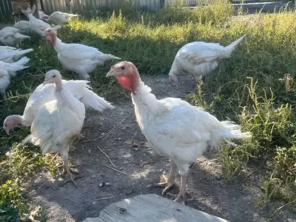 Turkeys — Armenia