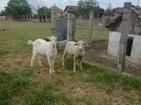 Carnero, Merino sheep — foto 1
