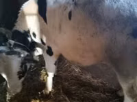 Byk, Russian Black pied cattle — zdjęcie 2