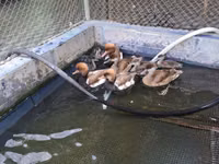 Ducks — foto 2