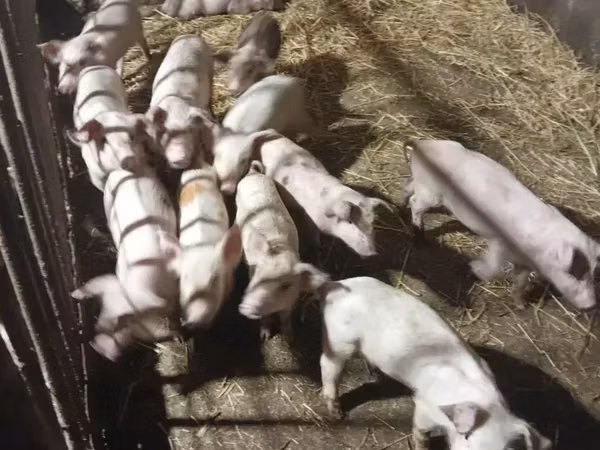 Säue, Schweine — Armenien