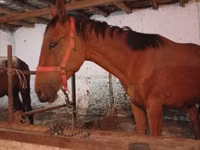 At, Manipuri pony — foto 3