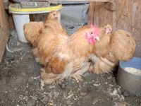 Chickens — foto 3