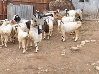 Chèvre, Damask goat — photo 4