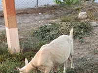 Cabra, Cabras — foto 7