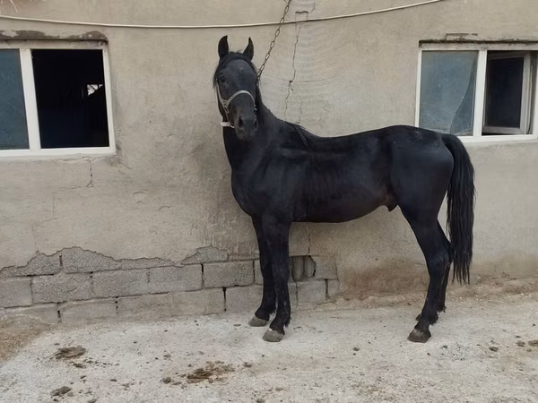 حصان, الخيول
