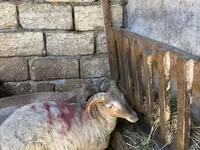 Ovce (šarže, pohlaví neuvedeno), Ovce — foto 5