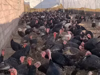Turkeys — الصورة 1