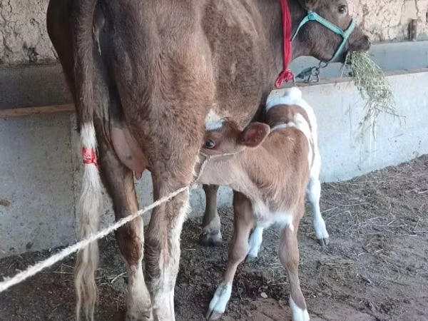 Сиыр, Latvian Blue cattle