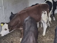 Kuh, Simmental cattle — Foto 2