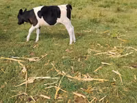 Cow, Holstein breed — photo 1