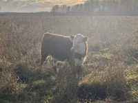 गाय, Russian Black pied cattle — फ़ोटो 1