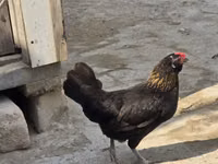 Chickens — foto 7