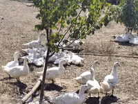 Ducks — photo 2