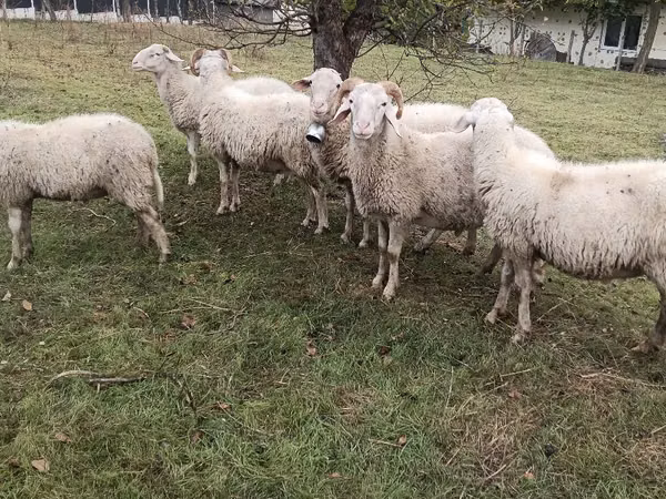 Koç, Assaf sheep