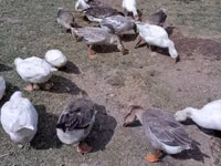 Geese — zdjęcie 4