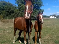 Hengst, Dutch warmblood horse — Foto 4