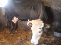 Krava, Simmental cattle — foto 3