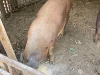 Eber, Schweine — Foto 3