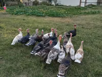 Turkeys — zdjęcie 1