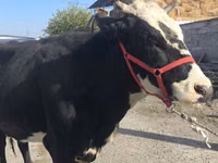 Vaca, Russian Black pied cattle — foto 1