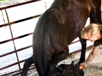 குதிரை, Percheron — புகைப்படம் 2