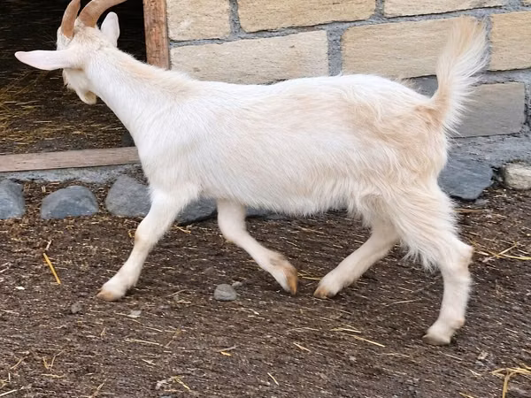 Chèvre, Chèvres