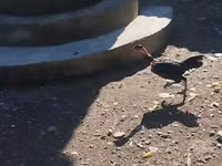 Guinea fowl — foto 4