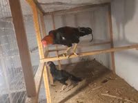 Chickens — foto 4