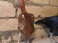 Chickens — foto 2