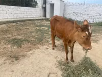 İnek, Sığır — foto 2