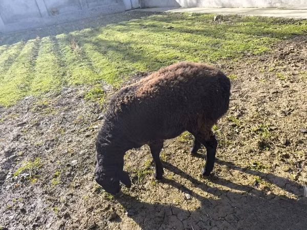 Bélier, Moutons