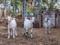 雄ヤギ, Saanen goat — 写真 2