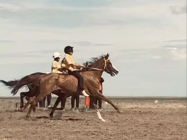 Kůň, Anglo-Arabian